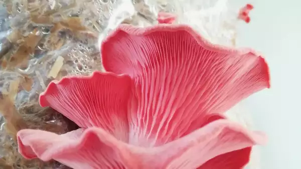 Photo of a pink oyster mushroom